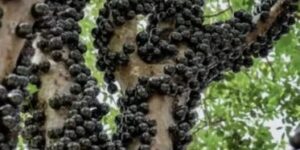 Rare Tree Turns Heads