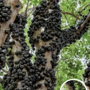 Rare Tree Turns Heads
