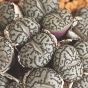 Daughter Discovers Strange Eggs Under Her Bed, Causing Her Family To Leave The Home