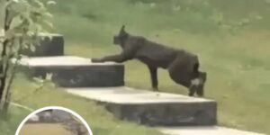 Rare Creature Caught On Camera For The 1st Time, Leave Scientists Stunned