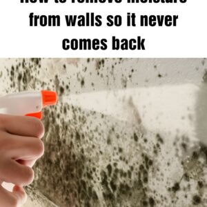 How to remove moisture from walls so it never comes back