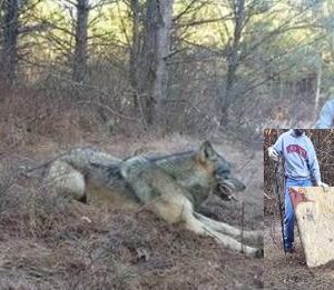 Man Spots A Giant Wolf In The Woods, He Gets Closer and Realizes