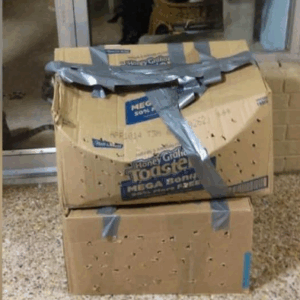 Shelter Worker Finds Battered Box In Front Of Door And She Sees It