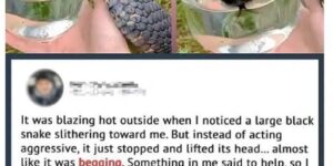 Wild Snake “Begged” Me For Some Water. When…