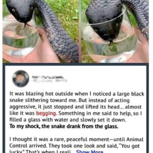Wild Snake “Begged” Me For Some Water. When…