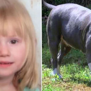 Neighbor Opens Door To See Missing Toddler Alone With Pit Bull