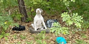 Puppy Abandoned In Forest With All His Belongings Waits For Someone To Notice Him