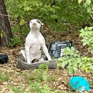 Puppy Abandoned In Forest With All His Belongings Waits For Someone To Notice Him