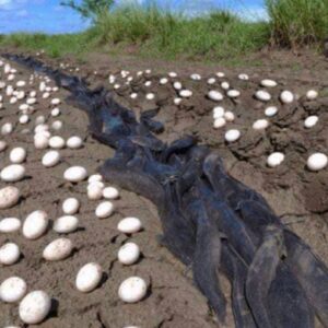 Farmer Finds Hundreds Of Strange Eggs In His Crops – But When They Hatch, He Bursts Into Tears