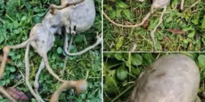 Neighbor finds ‘alien’ object in their backyard that has the internet stumped