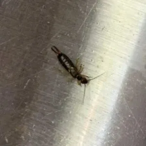 If you find these scary-looking insects in your home, you had better know what it means