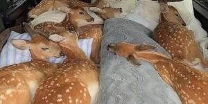 Kind Lady Saves a Baby Deer Sleeping Under a Tire By Leaving Note