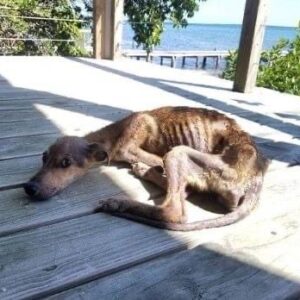 A starving dog is stranded on a deserted island, just days from death, but look who appears out of nowhere… Check the comments