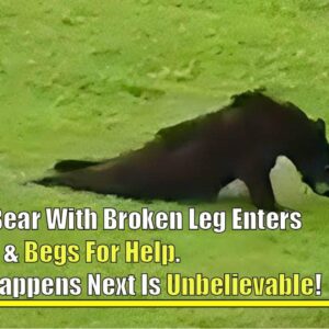 Bear With Broken Leg Enters Village
