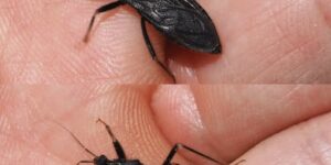 How to React If You Get Bit by This Bug