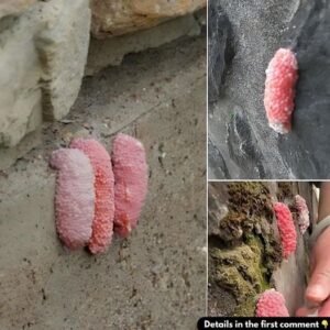 The Danger Behind Finding Pink Eggs on Your Wall—What You Need to Know