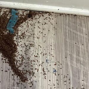 Mother asks internet for help after finding mysterious piles of ‘brown bits’ in daughter’s bedroom