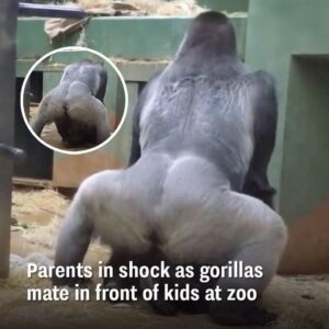 9. Parents Are Horrified When 2 Gorillas Get Busy In Front Of The Kids