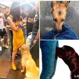 If a dog is sniffing your genital area, it means you have…See more