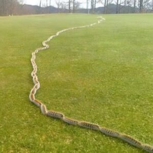 A Startling Discovery in the Grass: When Nature Surprises Us