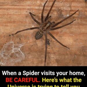 Did you know: When a Spider visits your home it’s a sign
