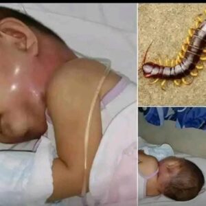 Never kill a house centipede again. I had no idea… See more