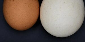 People Are Only Just Realizing Why We Don’t Eat Turkey Eggs
