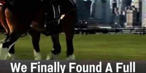 Budweiser Unveils a New Clydesdale Super Bowl Commercial That Will Leave You in Tears