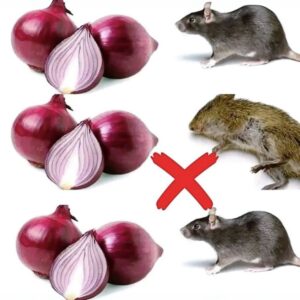 9 natural solutions to keep rodents out of your home