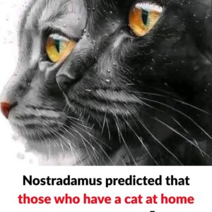 Nostradamus’s predictions about cats in the home