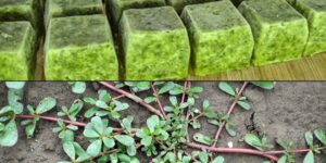 What Happens to Your Body if You Eat Purslane Every Day