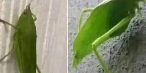 Insect Messaging: The Leaf Grasshopper’s Messenger