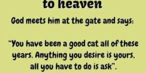 Heavenly Humor: A Cat’s Delightful Afterlife Tale