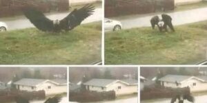 Giant Eagle captured in Bro…