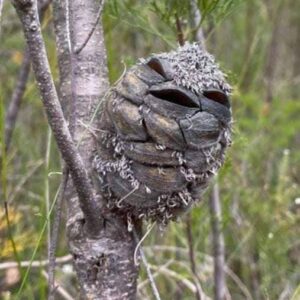 Woman spots what she thinks is a happy bird in the forest – then suddenly realizes her mistake