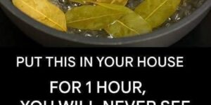 Say goodbye to flies, mosquitoes and cockroaches boiling these leaves