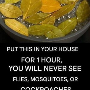 Say goodbye to flies, mosquitoes and cockroaches boiling these leaves