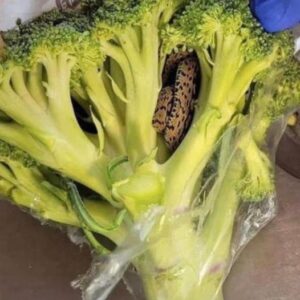 Horrified man finds something unbelievable in a bag of broccoli he purchased from Aldi… Check the first comment!