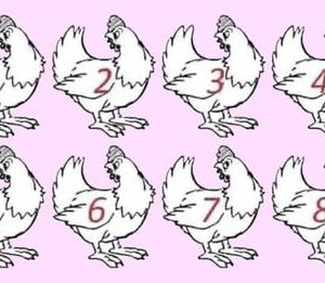 Strickly for the » Genius» Which chicken is different? No winners yet.