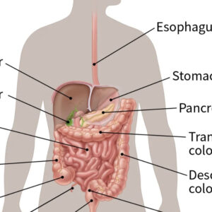 Cᴀɴᴄᴇʀ in the stomach develops silently.