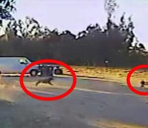 After Small Dog Is Captured By A Coyote, The Neighbor’s Rottweiler Springs Into Action
