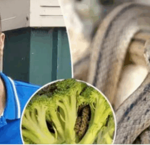 “Shocking Encounter: Man’s Horrifying Discovery Inside Bag of Aldi-Bought Broccoli”