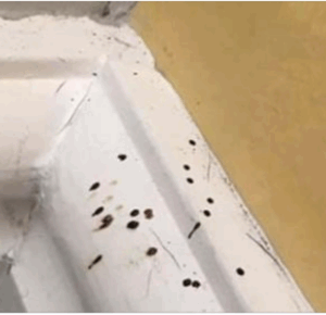 If you spot these mysterious black dots in your kitchen, you had better know what they mean