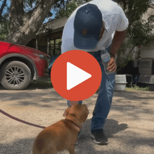 Happy Tails: Flood Victims Reunite With Lost Pets in Texas