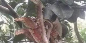 The Atlas moth disguises itself as a snake to survive