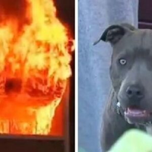 Family house burns to ground with baby inside when mom sees pit bull dragging baby out by her diaper