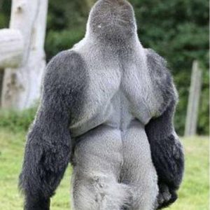People are adoring this gorilla everywhere. Simply wait for him to turn around, and you’ll see why.