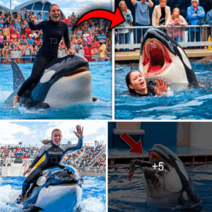 Orca trainer is devoured by this one while perfor…