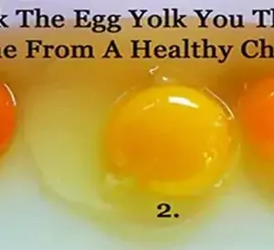Tips for Choosing Quality Eggs