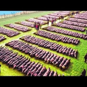 Drone Footage Shows Magnetic Fields Herding Sheep on a Farm Facing Hard Times